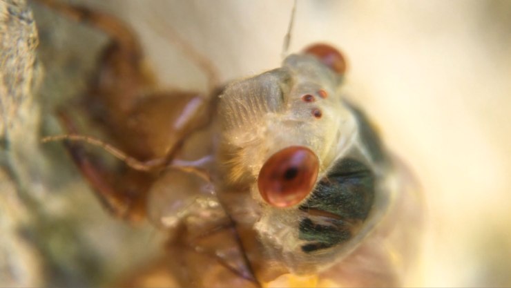 crawlerdoc_pitchstill3